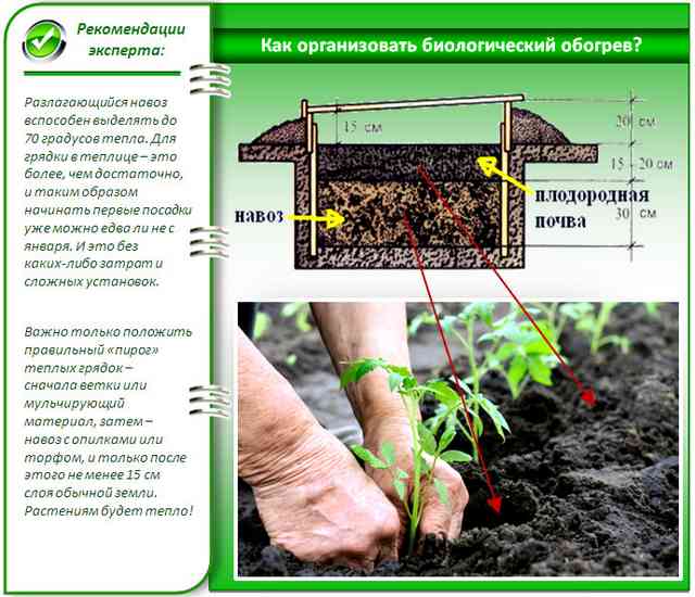 Отапливаемая теплица: как сделать зимнюю отапливаемую теплицу своими руками? Как правильно ставить бионагрев