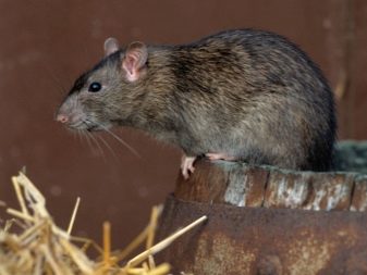 Утепление пола керамзитом: плюсы и минусы, технология утепления Утепление пола керамзитом: плюсы и минусы, технология утепления