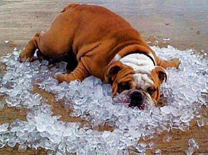 Поиск воды под скважину народными методами Наблюдение за поведением животных