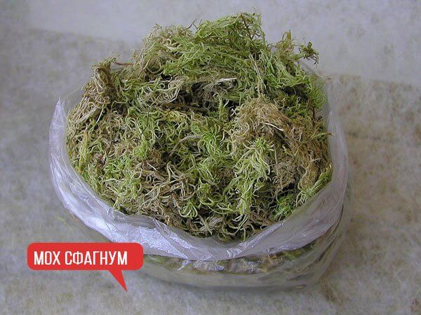 МОХ СФАГНУМ