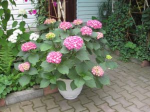 Клумбы на даче своими руками