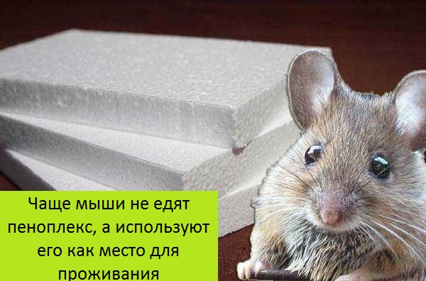 Какой утеплитель не грызут мыши и крысы: обзор материалов для защиты от грызунов Грызут ли мыши пеноплекс: что делать, как защитить его от мышей?