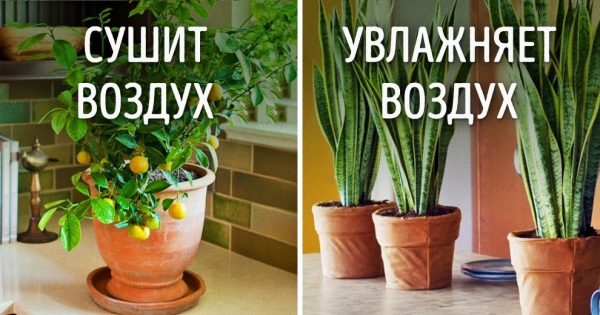 Как сделать увлажнитель воздуха своими руками? Как сделать увлажнитель воздуха своими руками
